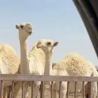 فحل منتح