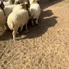 للبيع بهم نعيم