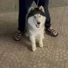 كلب هاسكي للبيع