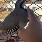 الي يبي يفتح محميه