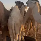 حاشي قصب