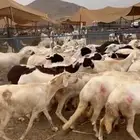 غنم سواكني دمازين دفيع قريب ولادة