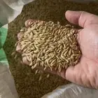 شعير سداسي يذر