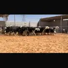 عرض نجد مواليد فاخره