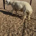 الموقع الدوادمي ( الشعراء