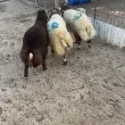 خرفان نعيم
