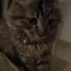 قطه قط شيرازي للبيع