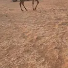 حواره صفرا دبيانيه