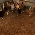 الاحسبه النيله