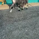 شاه نجديه خصم الخصم