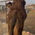 قعود مفرود بلدي شي كفو الموقع نجران