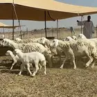 غنم حرية رخال متابيع صنف نادر وفرصه طيبه 30 تحتها 30