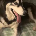 هاسكي انثى للتبني