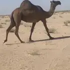 أبل