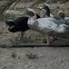بط مسكوفي