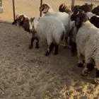 ذبايح نعيم