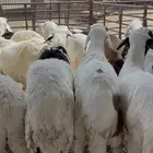 سواكن مرابي في مزارعنا جذعان