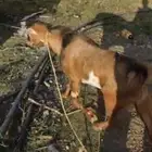 تيس فحل احص