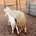 نعجه والد