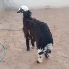 نجدي الريآض حي الشفآء آي مكان نوصل ذبح باقي وحد بيع 1430
