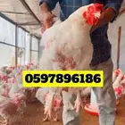 دجاج 5 كيلو