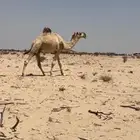 قعود طيب باتلي ثني والقعود طيب وانتاجه موجد