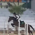خيل قفز انجليزي