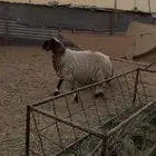 حايل نعيميه
