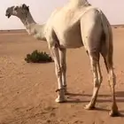بعير