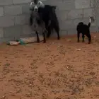 عنز حدرها ولدها