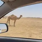 بكرة طيبة