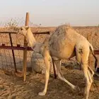 قعود عمره حول 9 شهور قعود طيب جداا