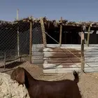 جذعة مقنوي طيبه معزا الخرج