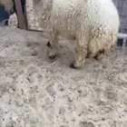 جذع نعيمي