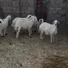 للبيع طليان حريه