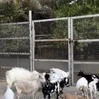 ماعز قزمي