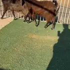 معزا قبرصيات دفيع