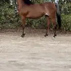 فرس واهو للبيع