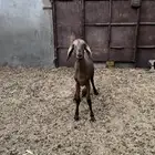 طلي جذع