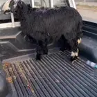 رخل ولا طلي
