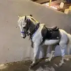 خيل شعبي كفو