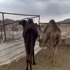 حشوان فاخره