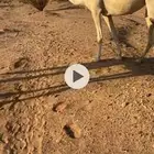 ناقه وضحى معشر كفو الموقع غرب الافلاج