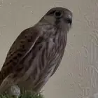 شليط اليف