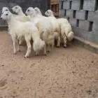6 خرفان بلدي