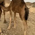 قعودلباني