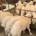 طليان ورخال ذبائح للمناسبات (يوجد تقسيط نظام دفعات)