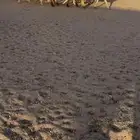 غنم نعيم مراح واحد