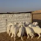 خرفان حريات بريه خاص للزوجات