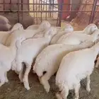 غنم ضان حيل ورخال طيبه للبيع